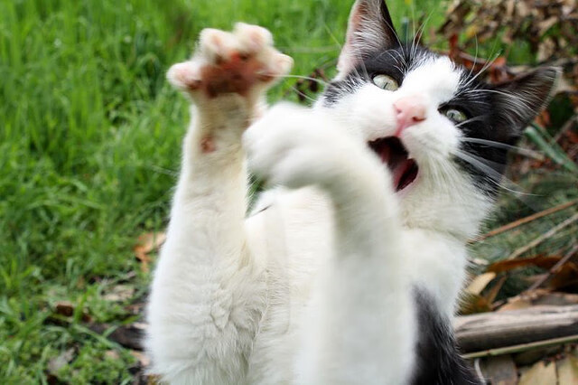 开云官网-国际足球界推动裁判国际资格互认，提升执法水平，国际知名足球裁判