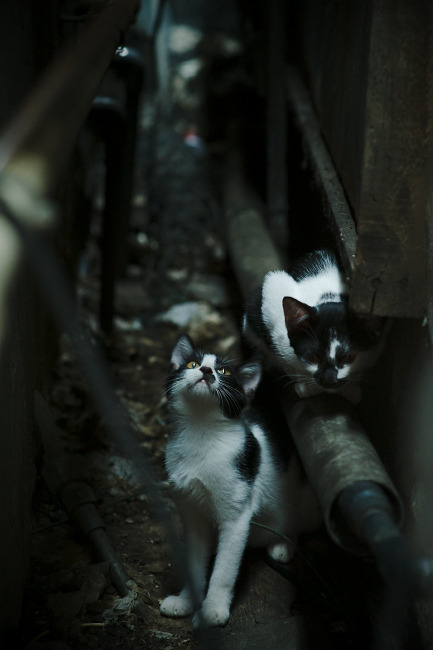 巴西青训体系不断完善，年轻球员层出不穷