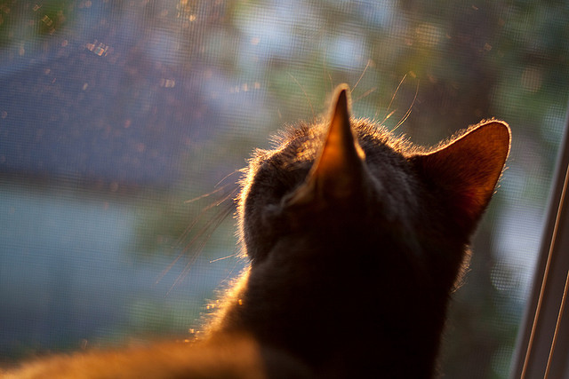 kaiyun-意甲激烈追逐：精彩攻防不停歇，意甲争4