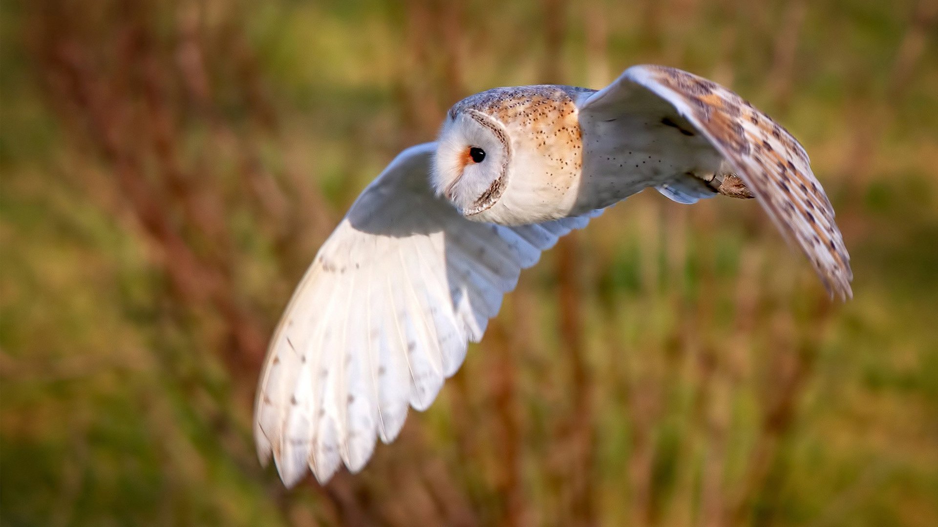 开云·Kaiyun网页版-曼联主场球迷齐声高唱队歌壮行，曼联队歌现场版